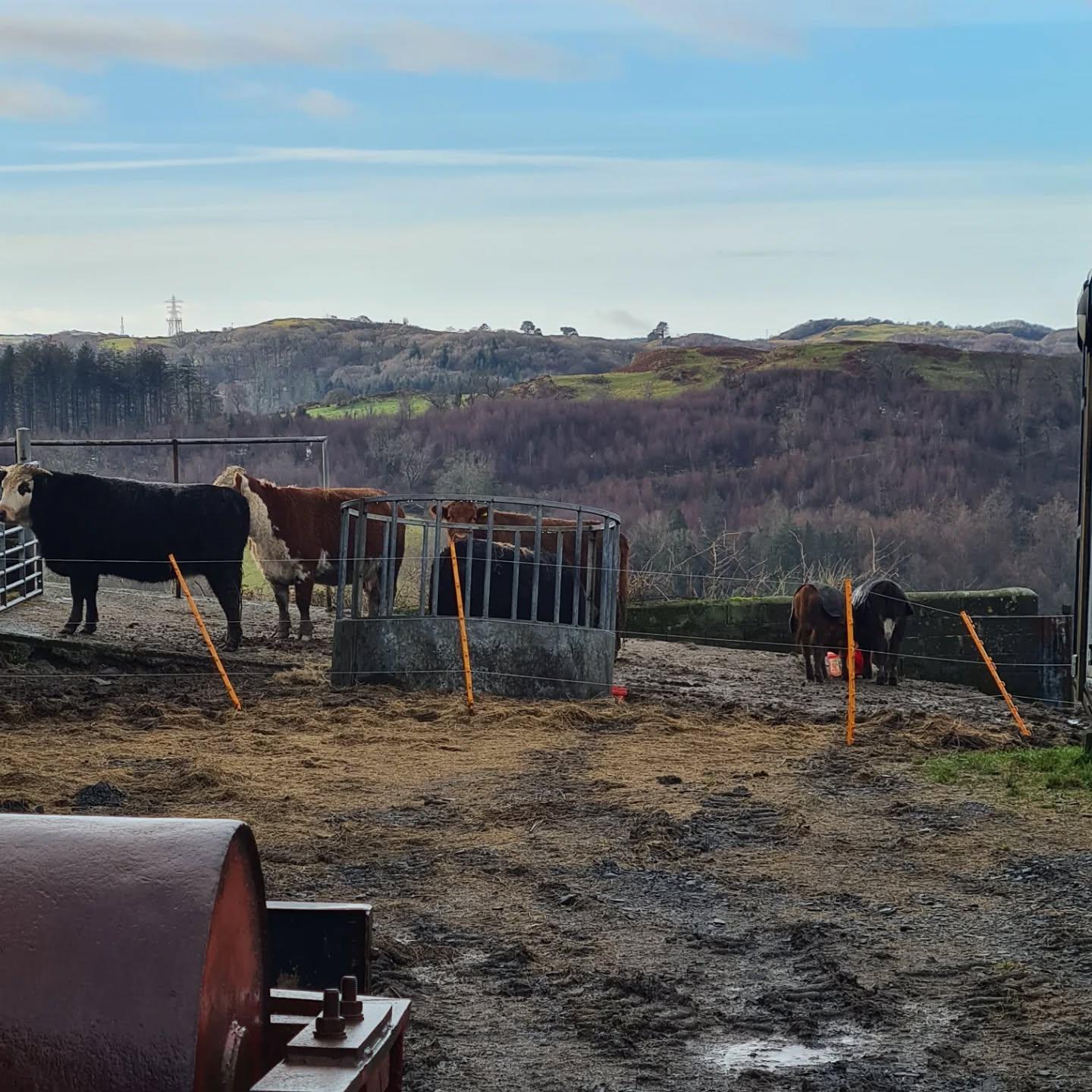 Flock at sunset in snow
