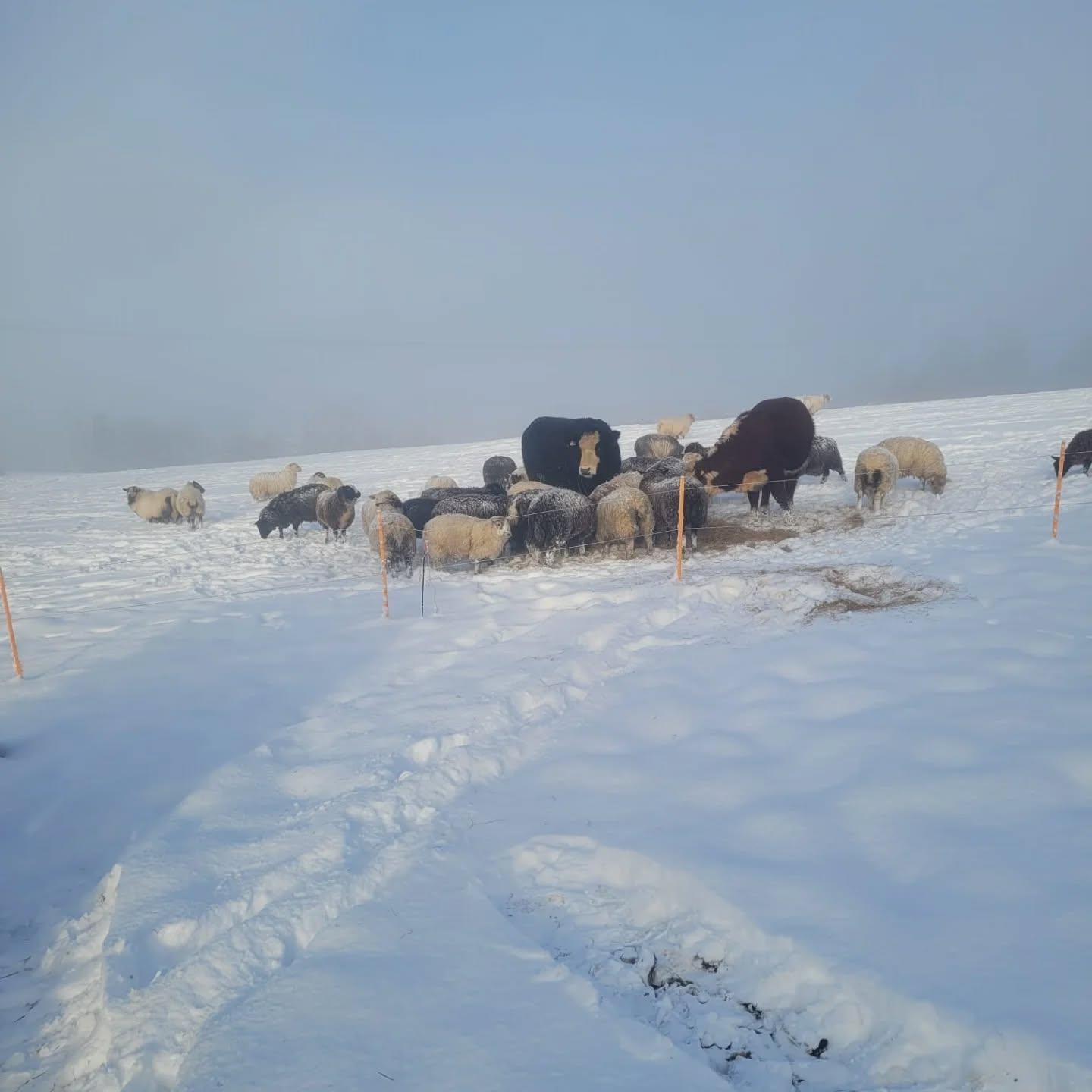 Sheep on a misty morning